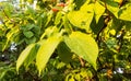 Summer: Vibrant green leaves in the warm sunlight