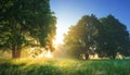 Summer vibrant landscape of morning nature with bright sunlight. Royalty Free Stock Photo