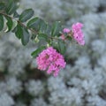 Blossom under the sunset Royalty Free Stock Photo