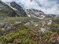 Summer view of alpine landscape with snow-capped mountain peaks and pink blooming Rhododendron flowers. Tyrol, Stubai Royalty Free Stock Photo