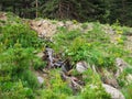 Spring view of beautiful small waterfalls mountains