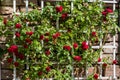 Bush of beautiful red roses growing on a white trellis. Royalty Free Stock Photo