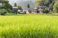 Summer view of countryside farm buildings and rice paddy field, ready for harvesting. Ishikawa Prefecture, Japan Royalty Free Stock Photo