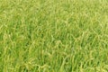 Summer view of rice paddy field. Ishikawa Prefecture, Japan Royalty Free Stock Photo