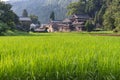 Summer view of countryside rice paddy field. Japan Royalty Free Stock Photo