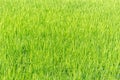 Summer view of countryside rice paddy field. Japan Royalty Free Stock Photo