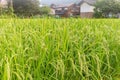 Summer view of countryside rice paddy field. Ishikawa Prefecture, Japan Royalty Free Stock Photo