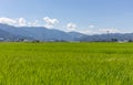 Summer view of rice paddy field, ready for harvesting. Kanazawa, Ishikawa Prefecture, Japan Royalty Free Stock Photo