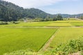 Summer view of countryside rice paddy field, ready for harvesting. Kanazawa, Japan