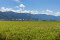 Summer view of rice paddy field, ready for harvesting, with pylon, farmhouses and mountains in background. Kanazawa, Royalty Free Stock Photo