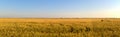 Summer view of the endless field of rye in the rays of the morning sun. Royalty Free Stock Photo
