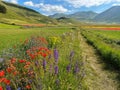 View of the famous flowering of Castelluccio di Norcia in Umbria region, Italy Royalty Free Stock Photo