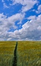 Summer view of a footpath in English countryside. Royalty Free Stock Photo