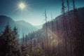 Summer view of forest with coniferous trees heavily damaged by a