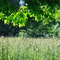 summer view with grass and branch