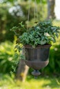 View of hanging clay flower pot and green ornamental plants, gardening concept Royalty Free Stock Photo