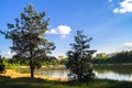 Young pines along the natural forest lake with artifical sandy beach, been adjusted for free public leisure activities. Royalty Free Stock Photo