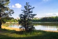 Young pines along the natural forest lake with artifical sandy beach, been adjusted for free public leisure activities. Royalty Free Stock Photo