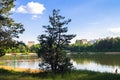 Young pines along the natural forest lake with artifical sandy beach, been adjusted for free public leisure activities. Royalty Free Stock Photo