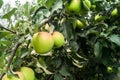 Summer view of almost mature apples on apple tree branch. Royalty Free Stock Photo