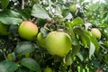 Summer view of almost mature apples on apple tree branch. Royalty Free Stock Photo