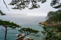 summer view of an old pine tree standing on a rocky cliff with the sea in the background. Blue sea and pine trees. Royalty Free Stock Photo