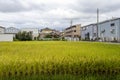 Summer view of rice paddy field. Kanazawa, Japan Royalty Free Stock Photo