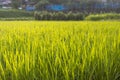 Summer view of rice paddy field. Kanazawa, Japan Royalty Free Stock Photo