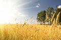 Summer view of ripe wheat Royalty Free Stock Photo