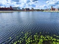 Summer View of River With Water Lilies and Cityscape. Water lilies float on River with a city backdrop under a cloudy Royalty Free Stock Photo