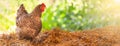 Free range chicken walking on fresh farm hay Royalty Free Stock Photo