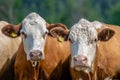 Close up of two brown and white cows Royalty Free Stock Photo