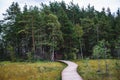 Summer view of wooden walkway on the territory of Sestroretsk swamp, ecological trail path - route walkways laid in the swamp,