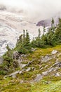 summer views of alpine meadow edge where it meets the glacial mountain side