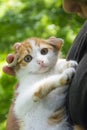 In the summer in the village, a girl holds a white-red little kitten in her arms Royalty Free Stock Photo