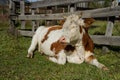 Summer in the village. Happy spotted cows. Royalty Free Stock Photo