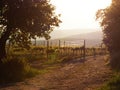 Summer vineyard behind trees in south Moravia, Czech Republic