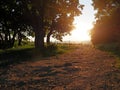 Summer vineyard behind trees in south Moravia, Czech Republic