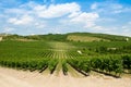 Summer vineyard Royalty Free Stock Photo
