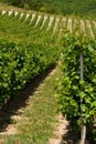 Summer vineyard Royalty Free Stock Photo