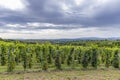 Summer vineyard nearby Strekov, Southern Slovakia