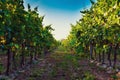 Summer vineyard at sunset