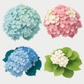 Vector highly detailed realistic illustration set of hydrangea flowers isolated on white. Can be used as wedding element, floral Royalty Free Stock Photo