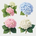 Vector highly detailed realistic illustration set of hydrangea flowers isolated on white. Can be used as wedding element, floral Royalty Free Stock Photo