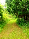 Summer Walk in the park Royalty Free Stock Photo