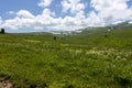 summer , walks on the mountain slopes, alpine meadows during the flowering period