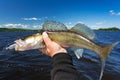 Summer walleye fishing trophy Royalty Free Stock Photo