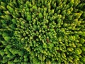 Summer warm sun light forest aerial view