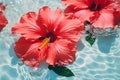 Summer water tropical petal plant nature red flower beauty hibiscus Royalty Free Stock Photo