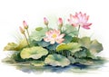 Summer watercolor painting green leaf lotus pink nature art background blossom water flower Royalty Free Stock Photo